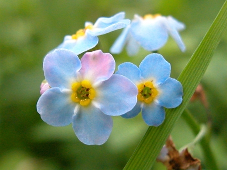 Myosotis scorpioides L. par François BAHUAUD