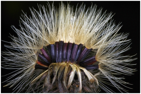 Hieracium umbellatum L.  par Pierre PAPLEUX