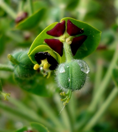 Euphorbia characias L. par Anne VINCENT 