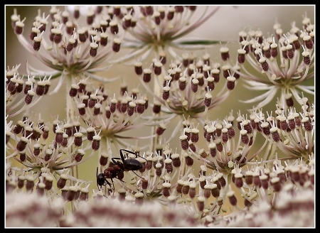 Daucus carota L. par Gilles SALAMA