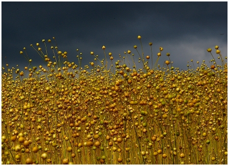 Linum usitatissimum L.  par Pierre PAPLEUX