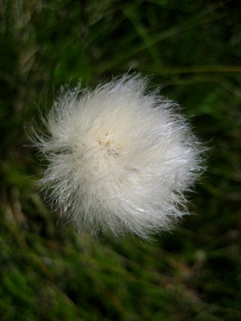 Eriophorum vaginatum L.  par Renée FAURE MAISONNEUVE