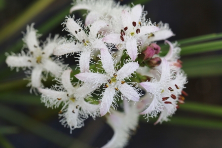 Menyanthes trifoliata L. par Isabelle FOURNEL