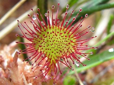 Drosera rotundifolia L.  par François BAHUAUD