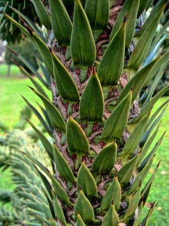 Araucaria araucana (Molina) K.Koch  par Renée FAURE MAISONNEUVE