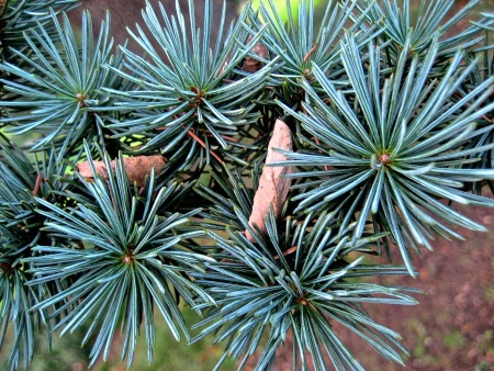 Cedrus atlantica glauca par Renée FAURE MAISONNEUVE