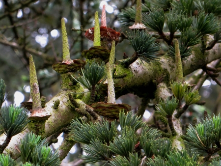 Cedrus atlantica (Manetti ex Endl.) Carrière  par Inge WULLWEBER