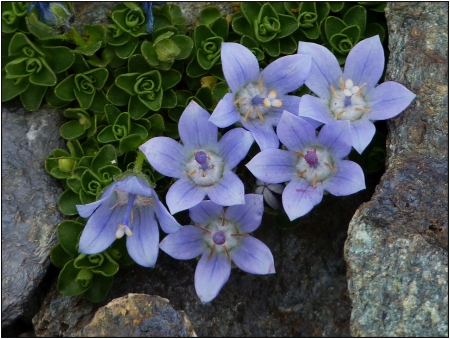 Campanula cenisia L.  par Pat DESNOS