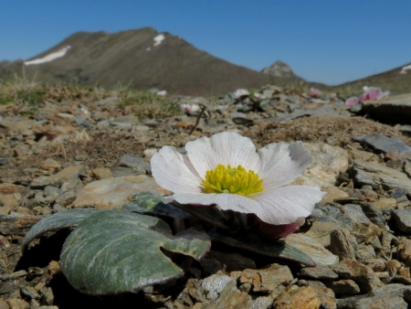 Ranunculus parnassifolius L.  par Alain POIREL