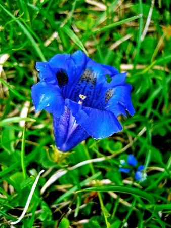 Gentiana acaulis L.  par Renée FAURE MAISONNEUVE