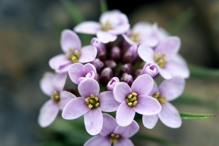 Noccaea rotundifolia (L.) Moench  par Dany PERRIER