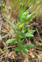 Port d'Helianthemum ledifolium - Françoise BOULANGER - Licence CC BY SA - Tela Botanica