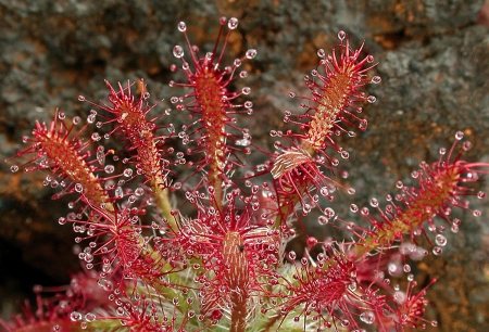 Drosera neocaledonica Raym.-Hamet par Jean-Louis CHEYPE