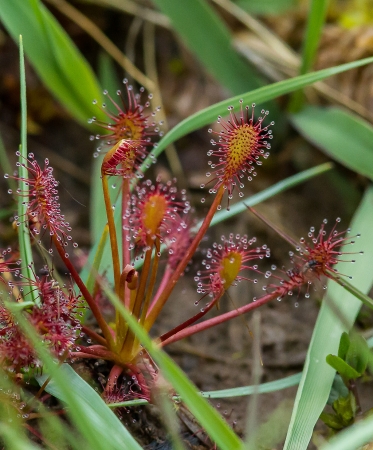 Drosera intermedia Hayne par Dominique MARQUES