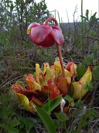 Sarracenia purpurea par Josette PUYO