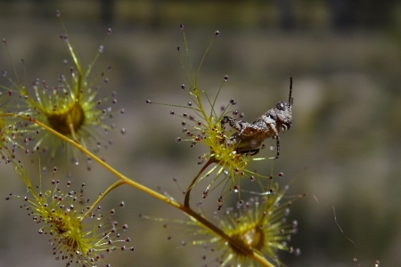 Drosera gigantea- insecte capturé par Josette PUYO