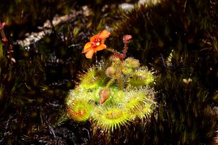 Drosera glanduligera par Josette PUYO