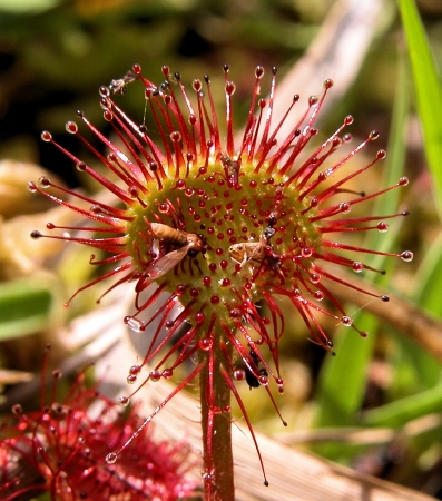 Drosera rotundifolia L. par Liliane Pessotto