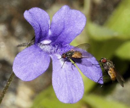 Pinguicula longifolia subsp. caussensis Casper par Liliane Pessotto