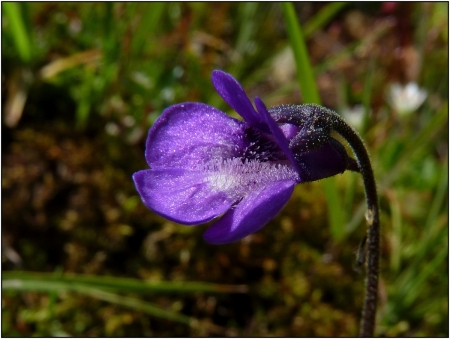 Pinguicula vulgaris L. par Pat DESNOS