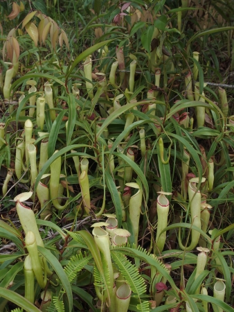 Nepenthes par Aline Arnaud