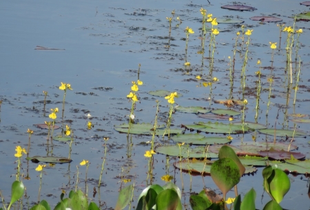 Utricularia foliosa L. par Pauline GUILLAUMEAU