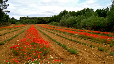 Papaver rhoeas f. rhoeas par Anne VINCENT