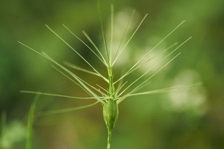 Aegilops neglecta Req. ex Bertol. par Jean Pierre PATOUX