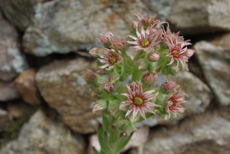 Sempervivum montanum-joubarbe par Gisèle ARLIGUIE