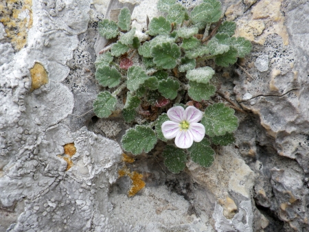 Erodium corsicum Léman par Liliane ROUBAUDI