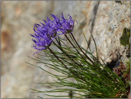 Phyteuma hemisphaericum L.  par Pat DESNOS