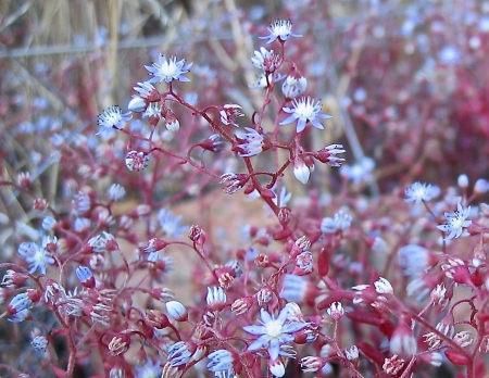 Sedum caeruleum par Madeleine SARRAN