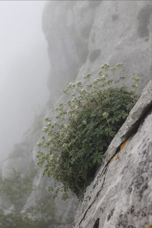 Potentilla alchemilloides Lapeyr. par France ROSMANN