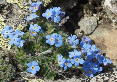 Eritrichium nanum subsp. nanum par Liliane PESSOTTO