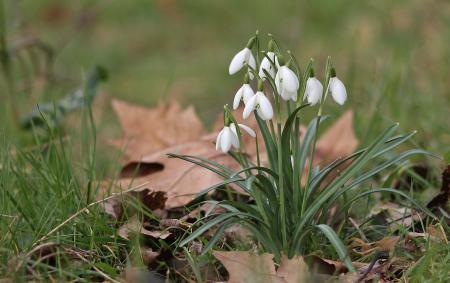 Galanthus nivalis L. [1753] par Gilles SALAMA