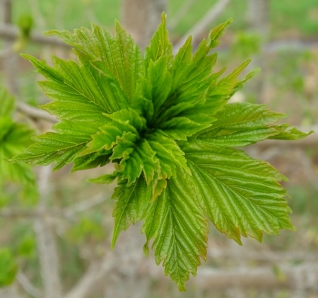 Acer L. par Françoise PEYRISSAT