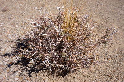 Photo 3 - Un arbuste du genre Adesmia protège une graminée des herbivores