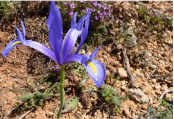 Iris xiphium