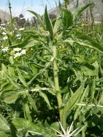 Centaurea sp