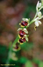 Ophrys aymoninii