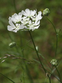 Orlaya grandiflora par Michel BOYER (Licence CC by SA Tela Botanica)