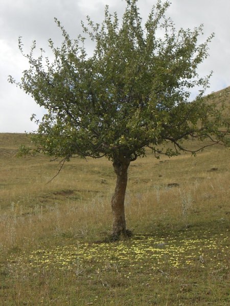 Malus sylvestris