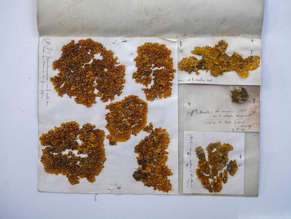 Planche de lichen Xanthoria parietina