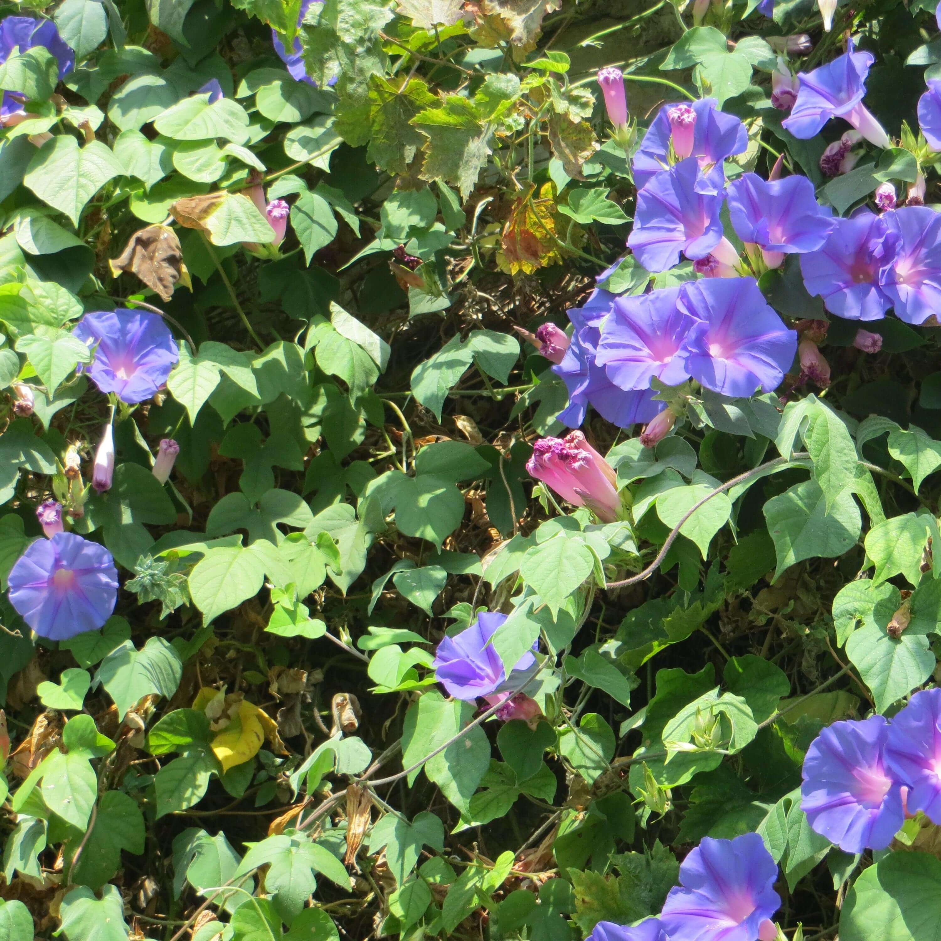 Échappées des jardins et des espaces verts