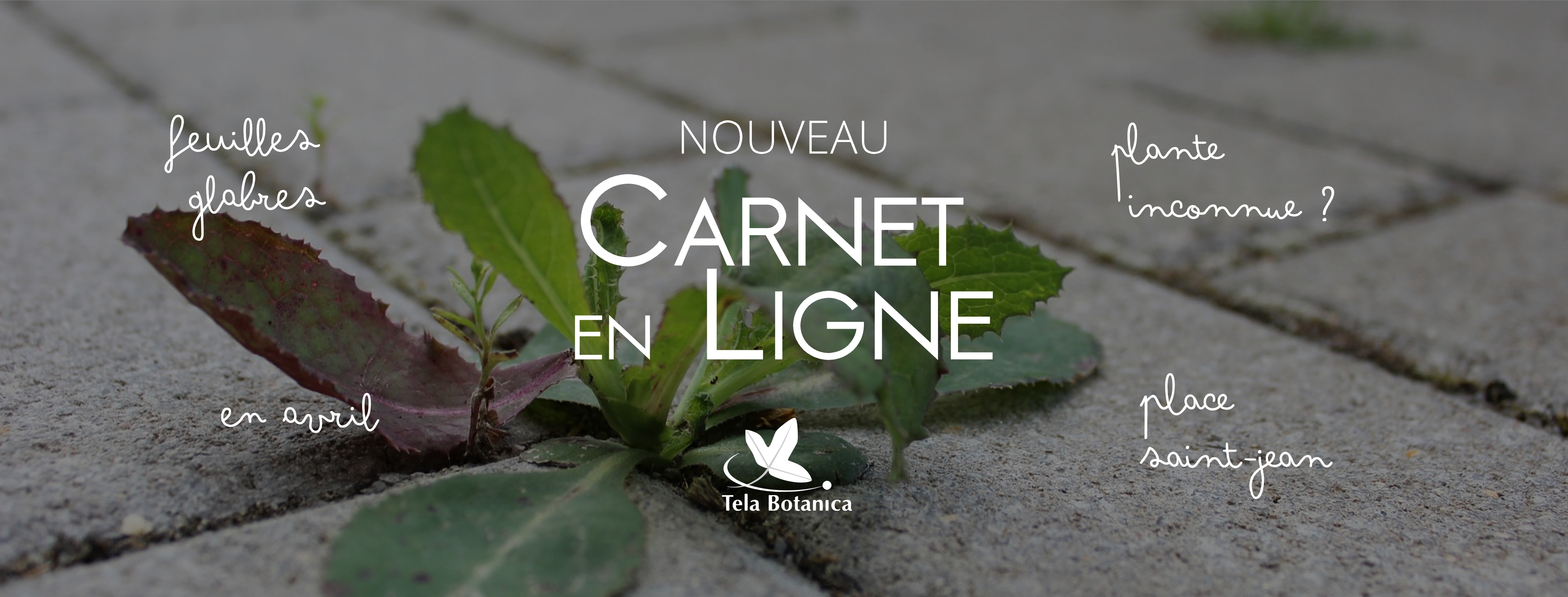 image FBbanniereCELpage002.jpg (2.1MB)