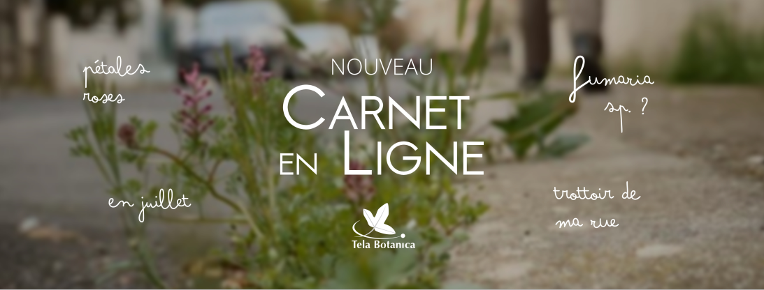 image FBbanniereCELpage003.jpg (0.5MB)