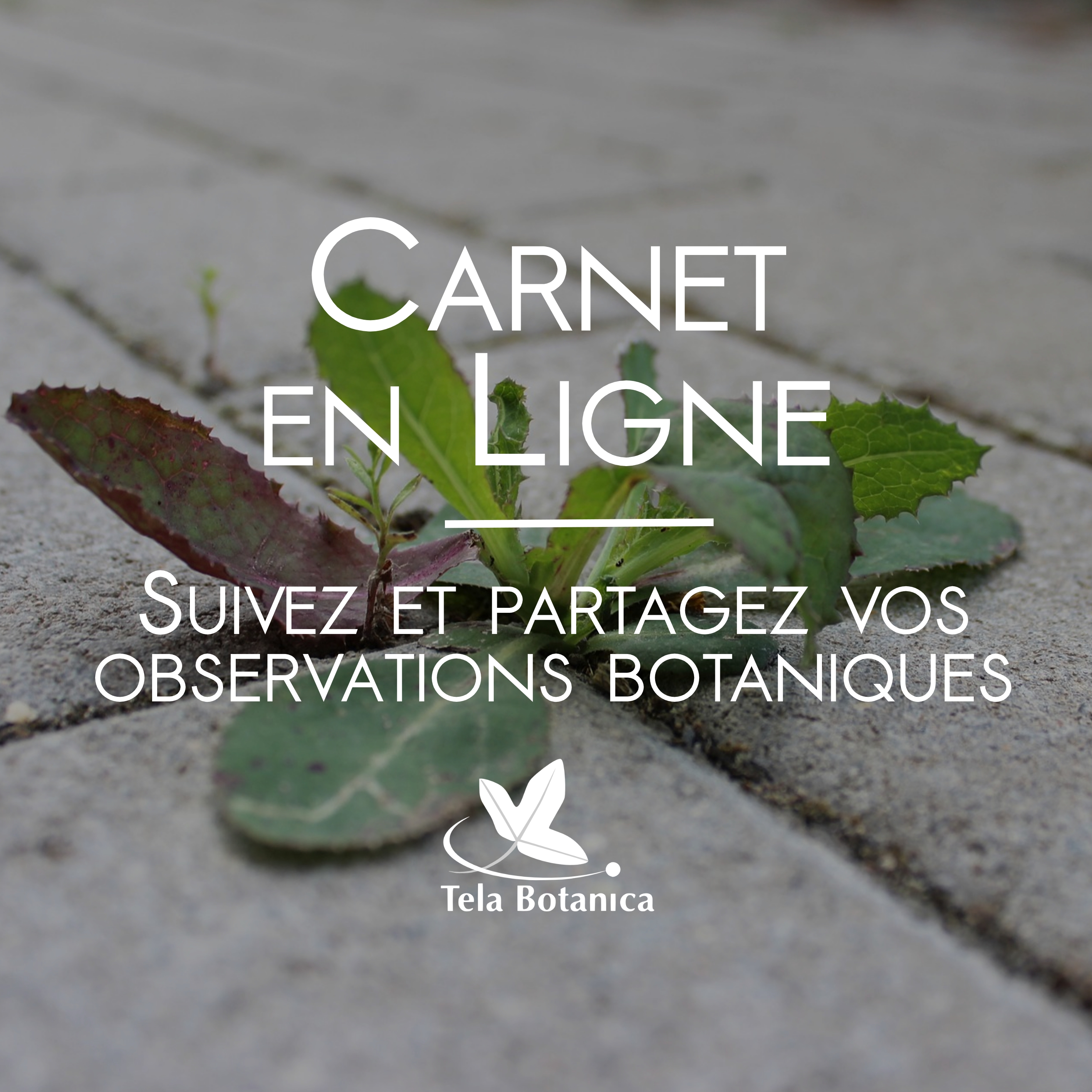 image FBPublication__CELpage001.jpg (2.3MB)