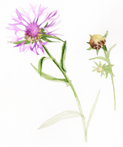 image Centauree.png (0.2MB)