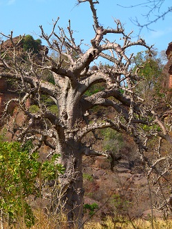 image Baobab_illustration_wiki.jpg (79.3kB)