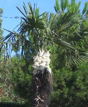 Acheter Biopalm aerosol traitement glu pour palmier